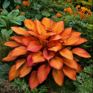 Хоста Солнечный Нектар купить по цене от 605р. в интернет-магазине «Посадика» с доставкой почтой в в Великий Устюге и по всей России – [изображение №1].