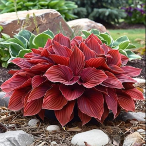 Хоста Рэд Эйнджл купить по цене от 549р. в интернет-магазине «Посадика» с доставкой почтой в в Великий Устюге и по всей России – [изображение №1].