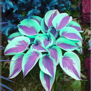 Хоста Висперин Бьюти купить по цене от 379р. в интернет-магазине «Посадика» с доставкой почтой в в Великий Устюге и по всей России – [изображение №1].