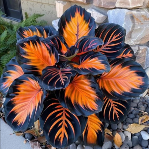 Хоста Сикрет Форест купить по цене от 601р. в интернет-магазине «Посадика» с доставкой почтой в в Великий Устюге и по всей России – [изображение №1].