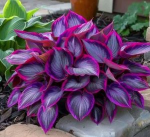 Хоста Сикрет Гарденс купить по цене от 549р. в интернет-магазине «Посадика» с доставкой почтой в в Великий Устюге и по всей России – [изображение №1].