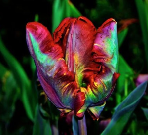 Тюльпан Эирпрайз купить по цене от 270р. в интернет-магазине «Посадика» с доставкой почтой в в Великий Устюге и по всей России – [изображение №1].