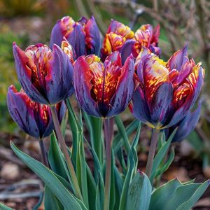 Тюльпан Опал Дрим купить по цене от 207р. в интернет-магазине «Посадика» с доставкой почтой в в Великий Устюге и по всей России – [изображение №1].